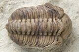 Three Trilobite (Kainops & Paciphacops) Fossils - Oklahoma #212349-2
